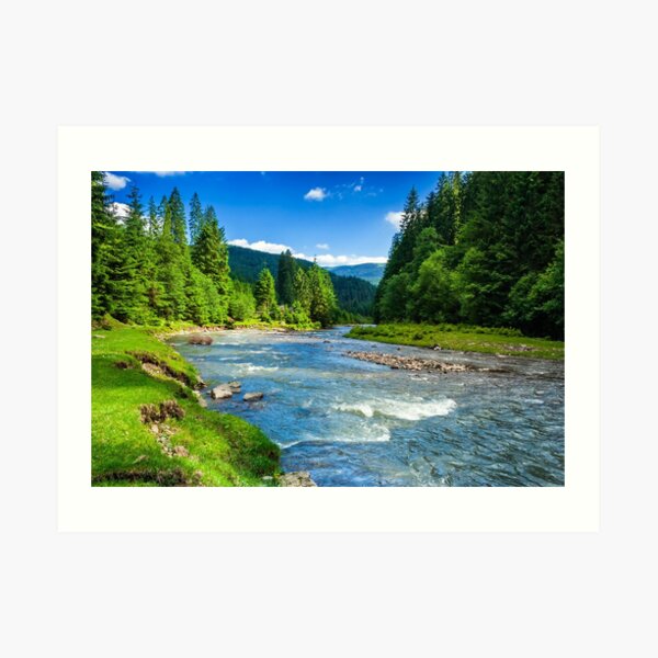 Mountain river in spruce forest Art Print