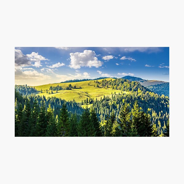 coniferous forest on the hill Photographic Print