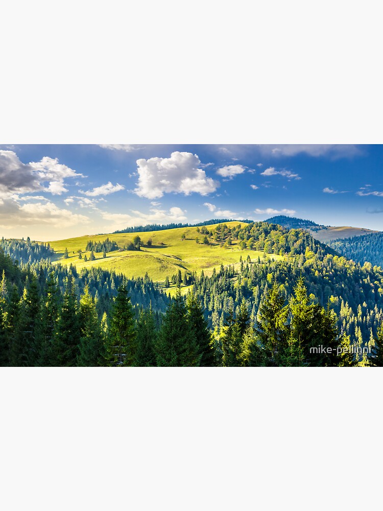 coniferous forest on the hill by mike-pellinni