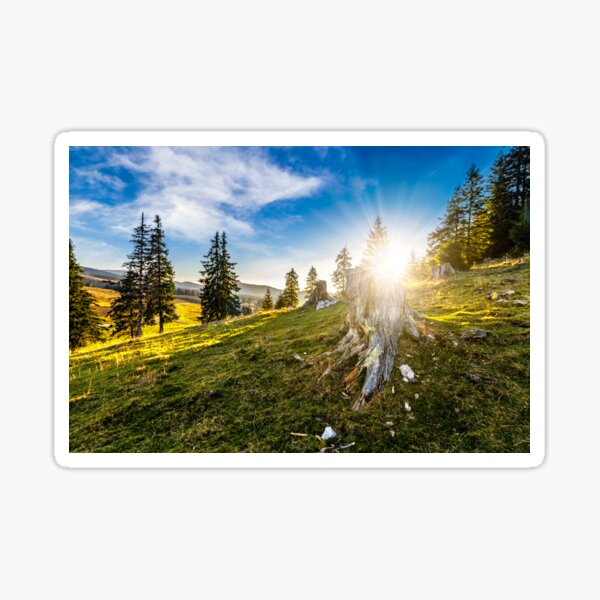 coniferous forest on a hillside in foggy mountains at sunset Sticker