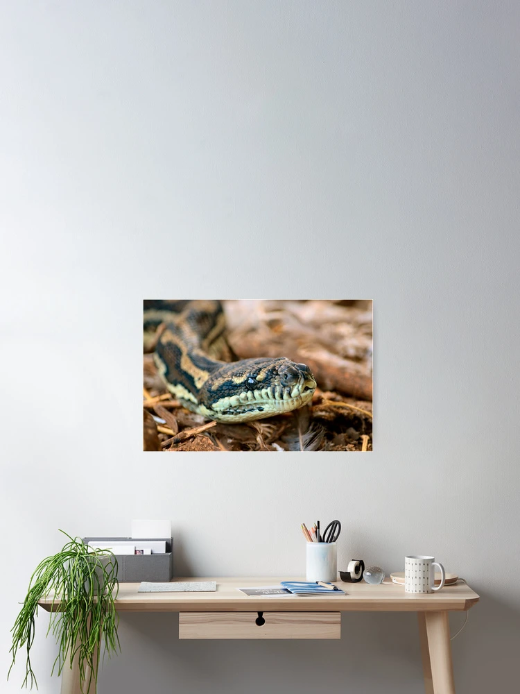 Aperçu 2 sur 3. Poster avec l'œuvre Python Closeup créée et vendue par Bami.