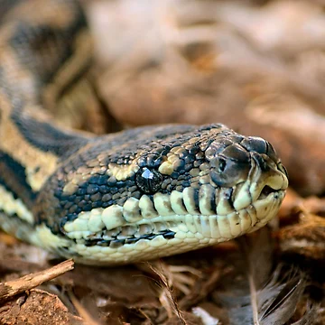 Aperçu de l'œuvre Python Closeup de Bami