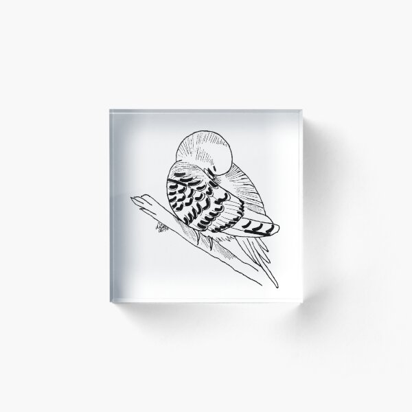 Budgerigar black - white Acrylic Block