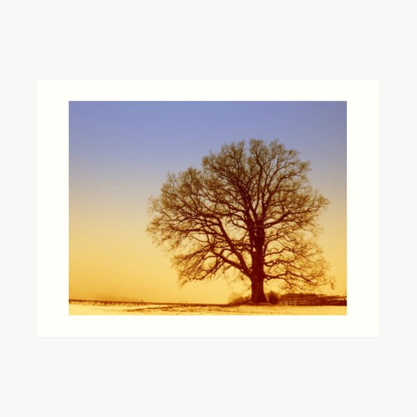 Tree Silhouette in Twilight Art Print