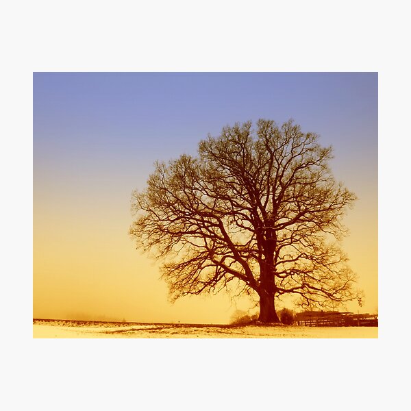 Tree Silhouette in Twilight Photographic Print