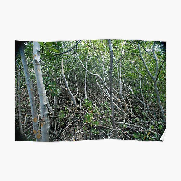 Mangrove Poster