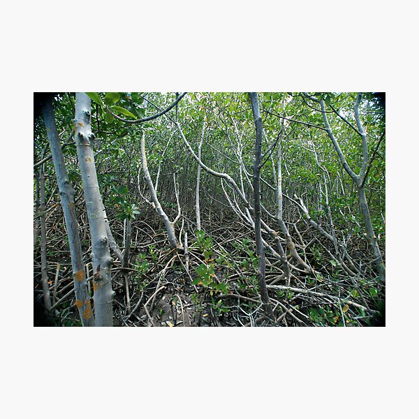 Mangrove Photographic Print