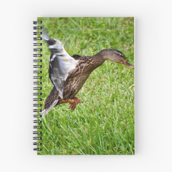 Item preview, Mallard Duck Cleared for Landing designed and sold by richardbryce.