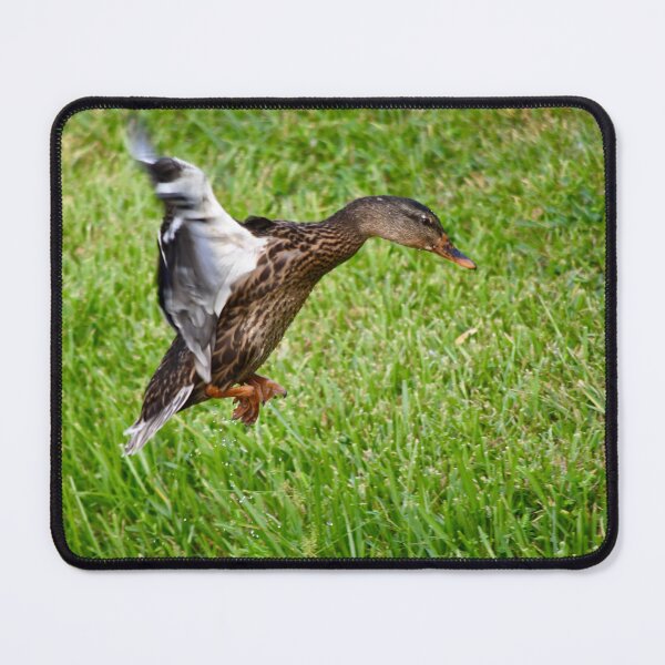 Item preview, Mallard Duck Cleared for Landing designed and sold by richardbryce.