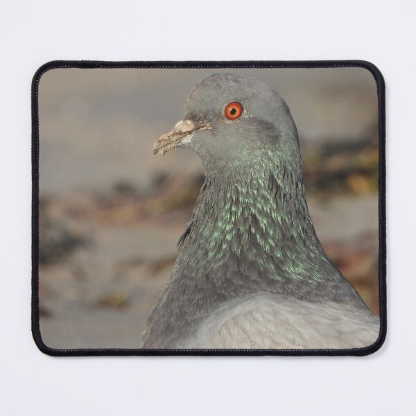 Item preview, Portrait of a common pigeon designed and sold by Sintija Valucka.