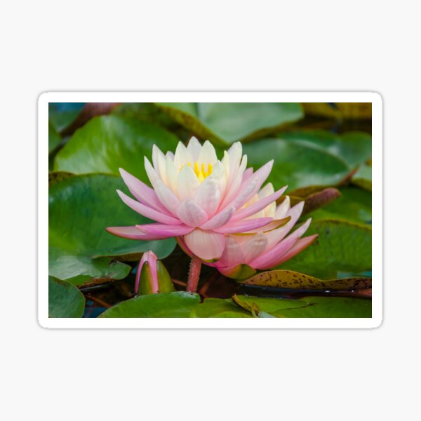 Vibrant Water Lily  Sticker