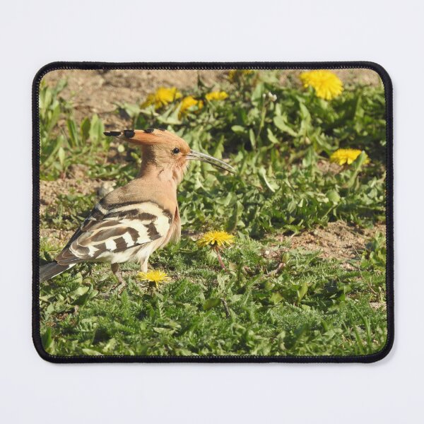 Item preview, Eurasian hoopoe - Upupa epops designed and sold by Sintija Valucka.