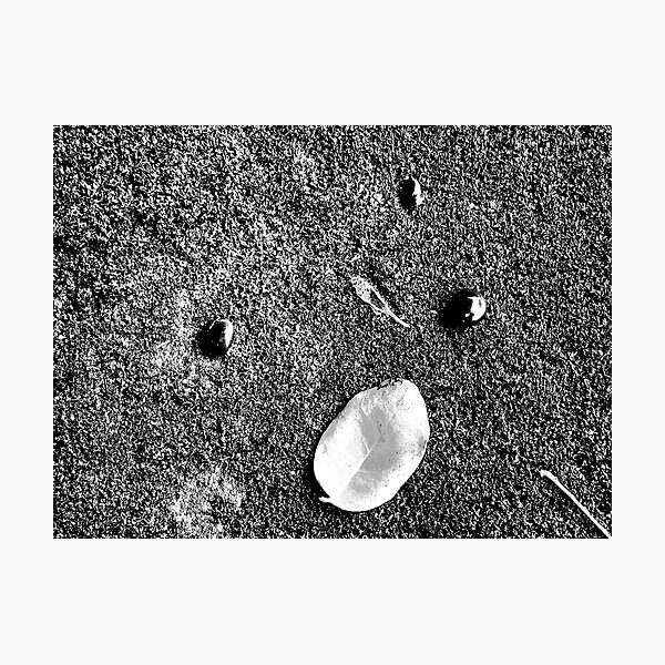 Three Seeds & One Leaf on Moss Photographic Print
