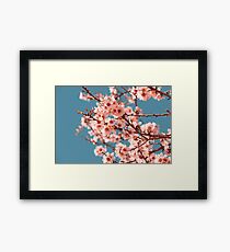 Pink Flowers Blooming Peach Tree at Spring Framed Print