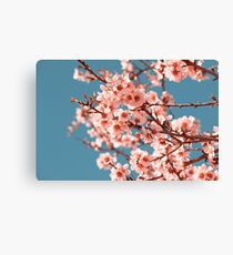 Pink Flowers Blooming Peach Tree at Spring Canvas Print
