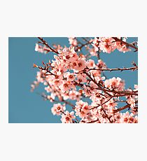 Pink Flowers Blooming Peach Tree at Spring Photographic Print
