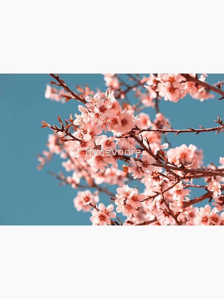 Lámina rígida «Flores de color rosa en flor de durazno en primavera» de  dvoevnore | Redbubble