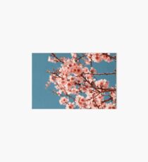 Pink Flowers Blooming Peach Tree at Spring Art Board