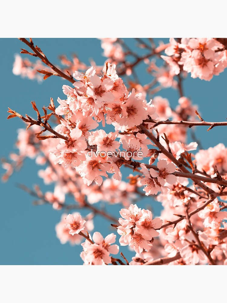 Pink Flowers Blooming Peach Tree at Spring by dvoevnore