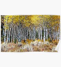 Colorado Aspens Poster