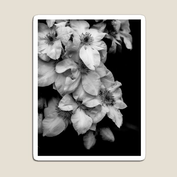 White flowers Magnet