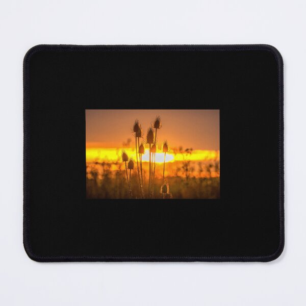 Item preview, Thistles at sunset Poster designed and sold by agardvajdam.