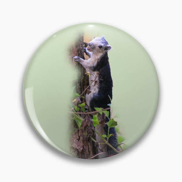 Item preview, Black giant squirrel, Khao Yai national park, Thailand designed and sold by indiafrankk.