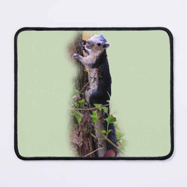 Item preview, Black giant squirrel, Khao Yai national park, Thailand designed and sold by indiafrankk.