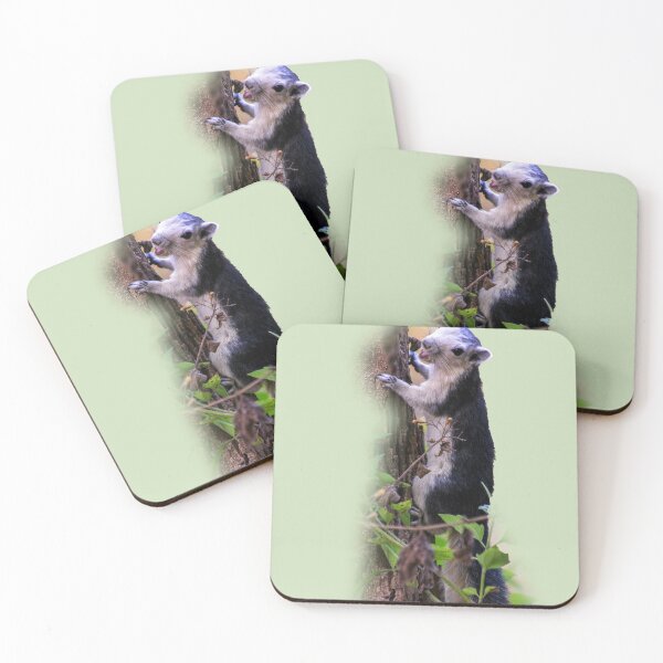 Item preview, Black giant squirrel, Khao Yai national park, Thailand designed and sold by indiafrankk.