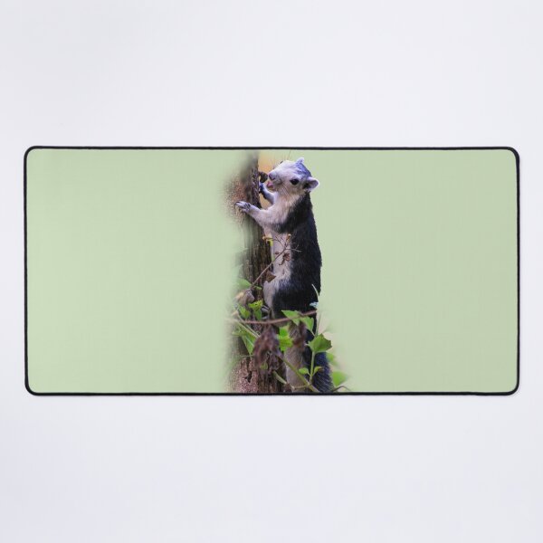 Item preview, Black giant squirrel, Khao Yai national park, Thailand designed and sold by indiafrankk.