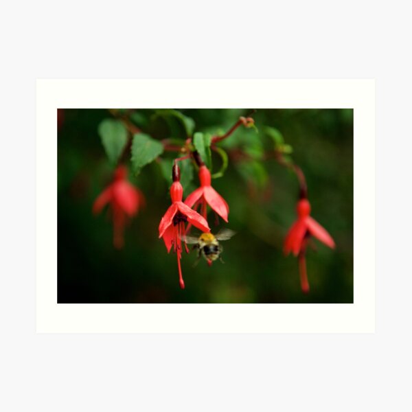 Fuchsia at Loch Na Fooey (wide) Art Print