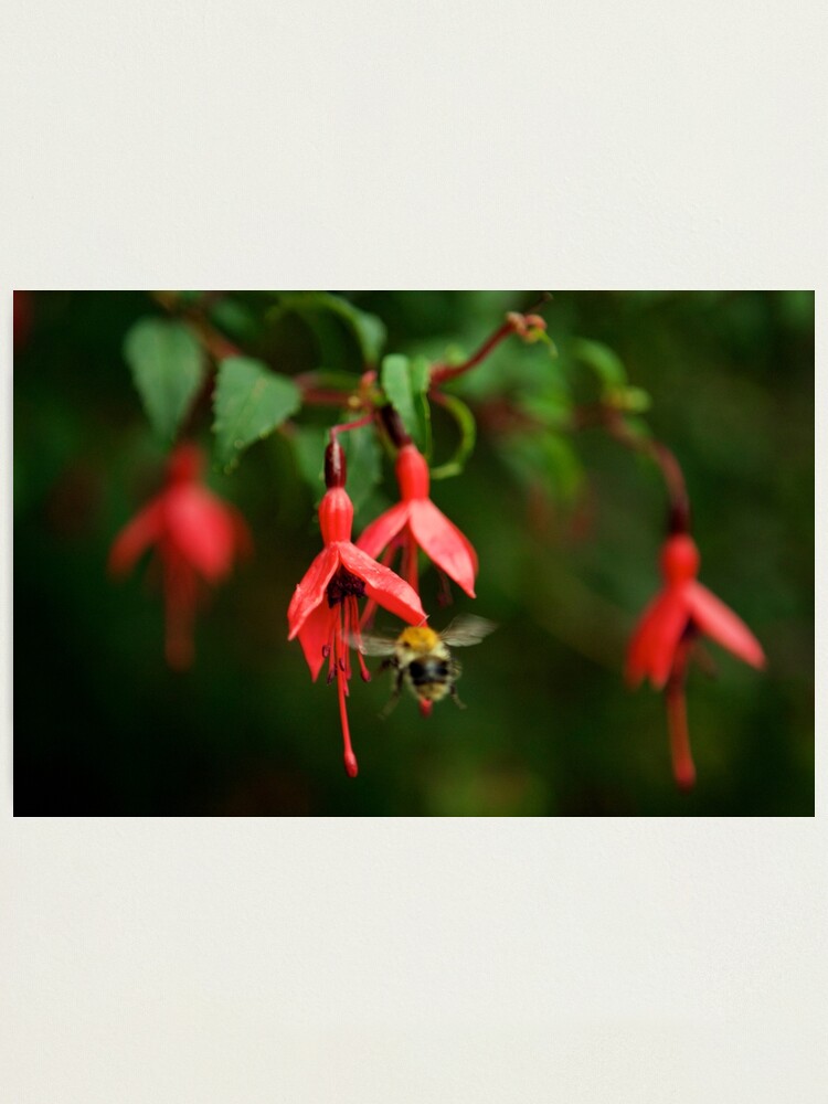 Alternate view of Fuchsia at Loch Na Fooey (wide) Photographic Print