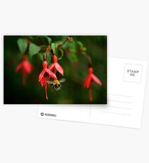 Fuchsia at Loch Na Fooey (wide) Postcards