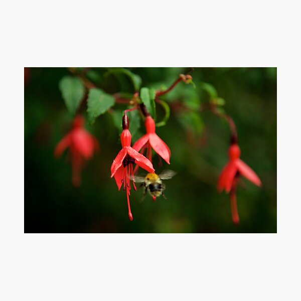 Fuchsia at Loch Na Fooey (wide) Photographic Print