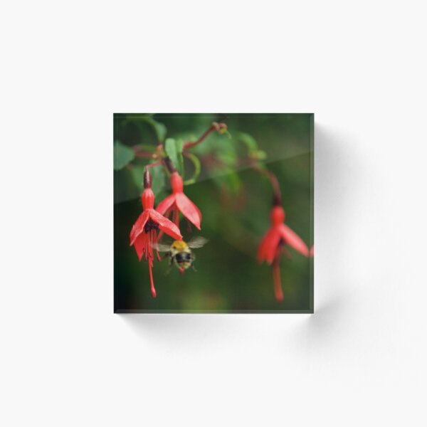 Fuchsia at Loch Na Fooey (wide) Acrylic Block