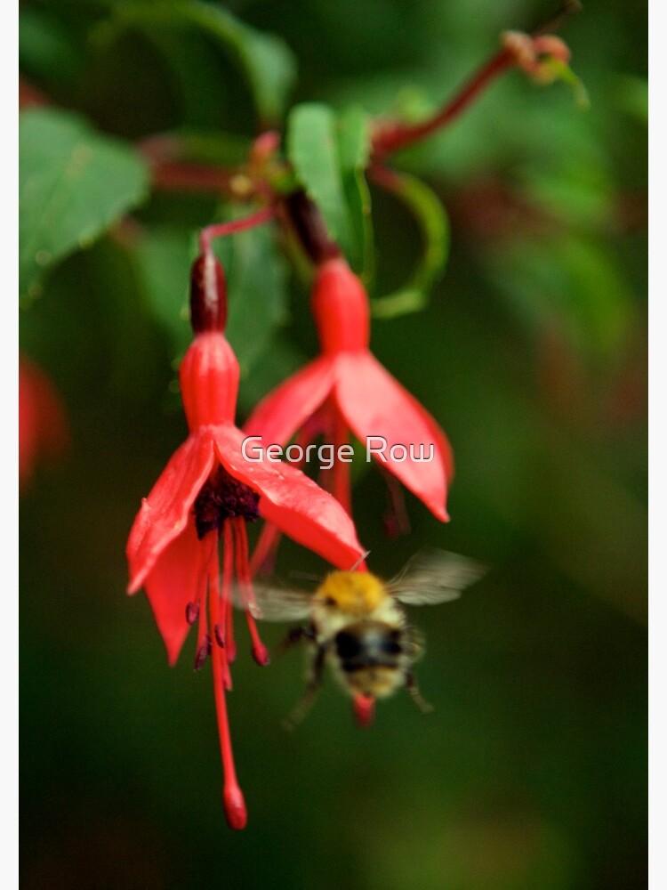 Fuchsia at Loch Na Fooey (wide) by VeryIreland