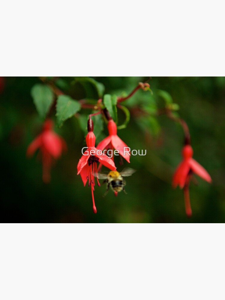 Fuchsia at Loch Na Fooey (wide) by VeryIreland