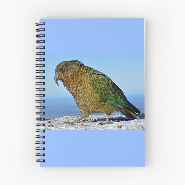 Item preview, Kea, New Zealand Parrot designed and sold by oli-ml.