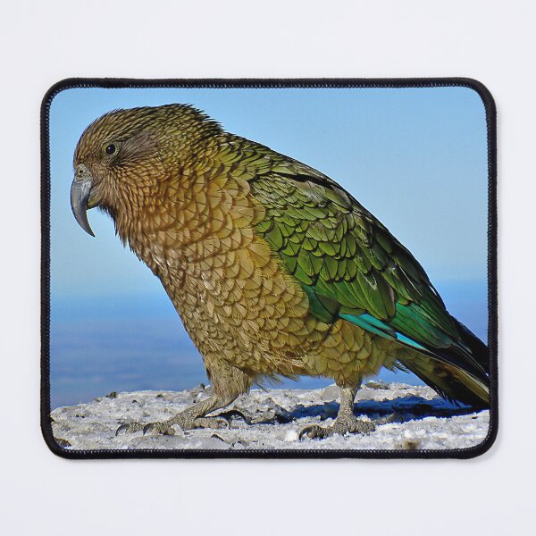 Item preview, Kea, New Zealand Parrot designed and sold by oli-ml.