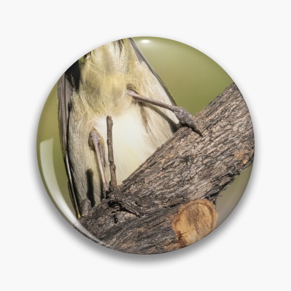 Item preview, White Plumed Honeyeater - Upside Down designed and sold by Wild Images.
