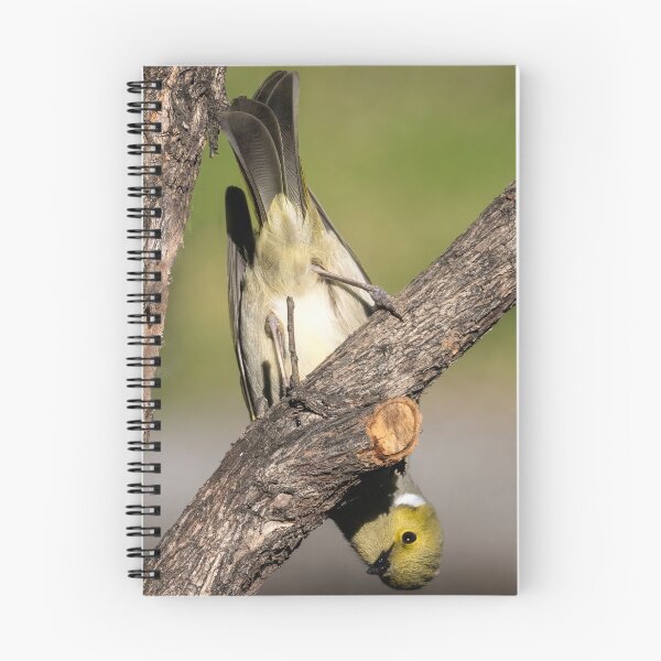Item preview, White Plumed Honeyeater - Upside Down designed and sold by Wild Images.
