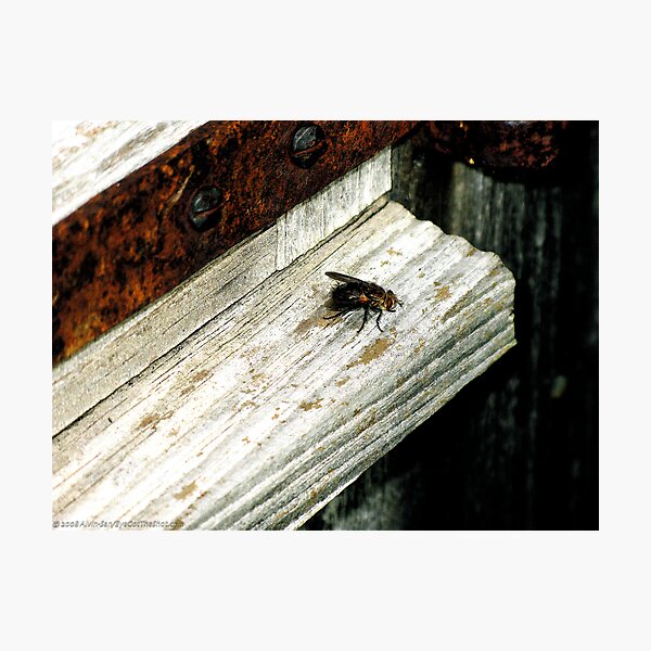 Sill Fly Photographic Print