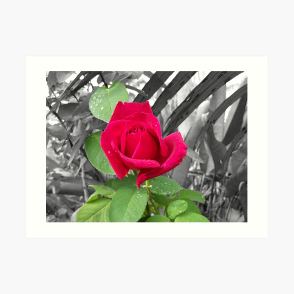 Red Blossom Art Print