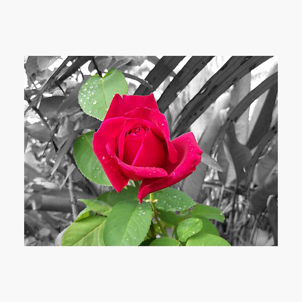 Red Blossom Photographic Print