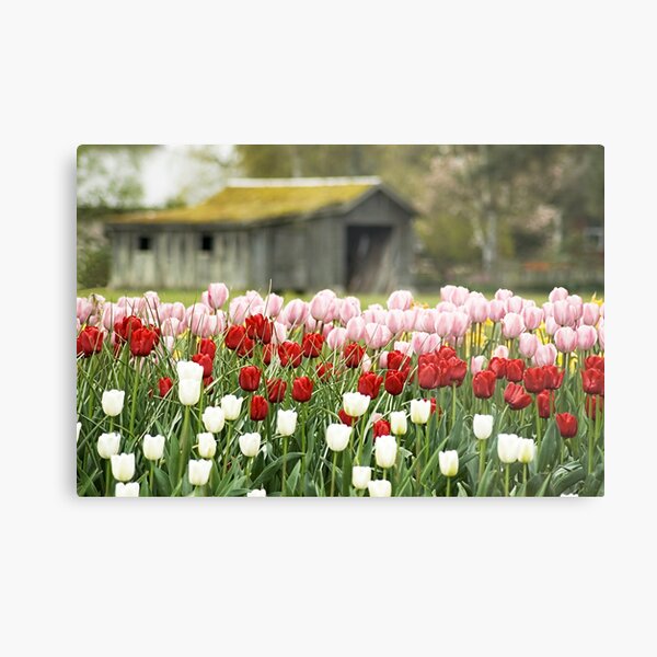 Tulip Garden Metal Print