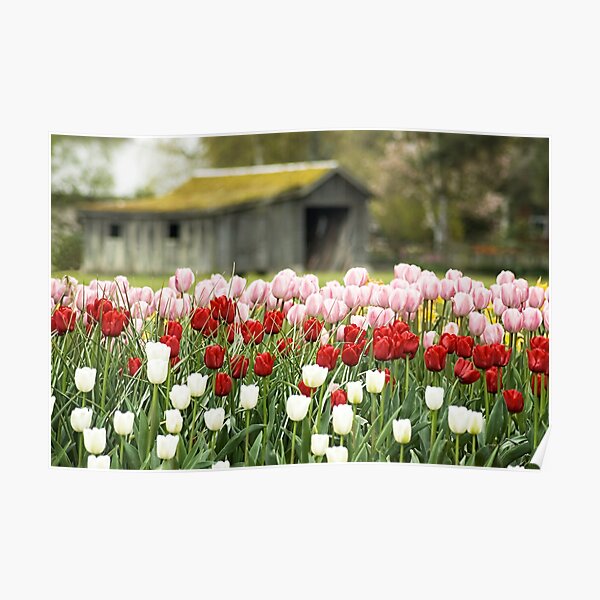 Tulip Garden Poster