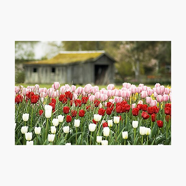 Tulip Garden Photographic Print