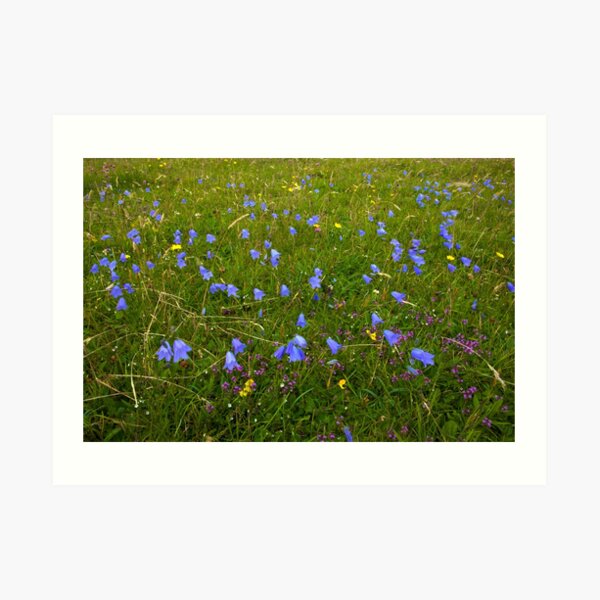 A sea of Harebells, Rossbeg, Co Donegal Art Print