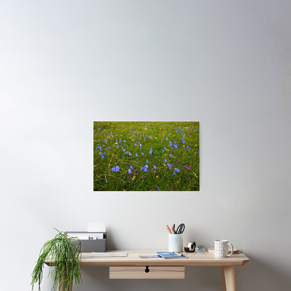 A sea of Harebells, Rossbeg, Co Donegal Poster