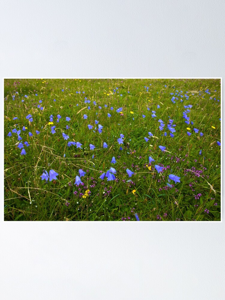 Alternate view of A sea of Harebells, Rossbeg, Co Donegal Poster